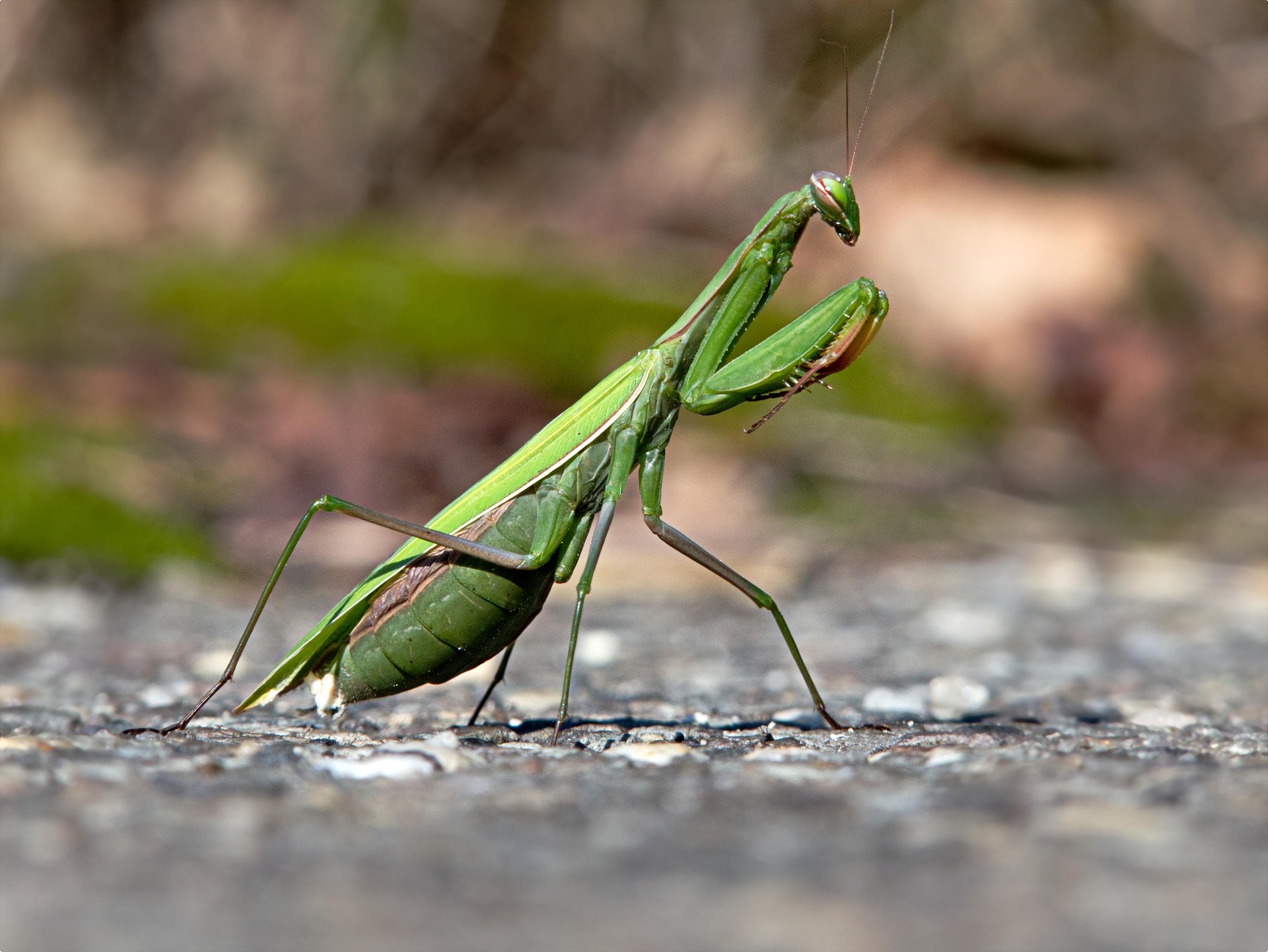 Elint Insect Beneficial Insects for Your Garden | Apr 24, 10:30 a.m. | Fairfield ...