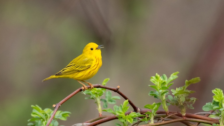 Male Yellow Warbler