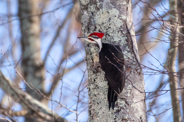 Male Pileated Woodpecker on Tree Trunk