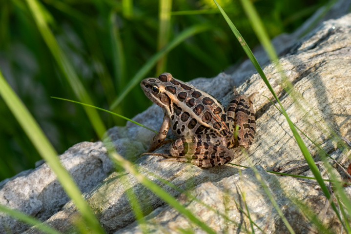 Pickerel frog on a log