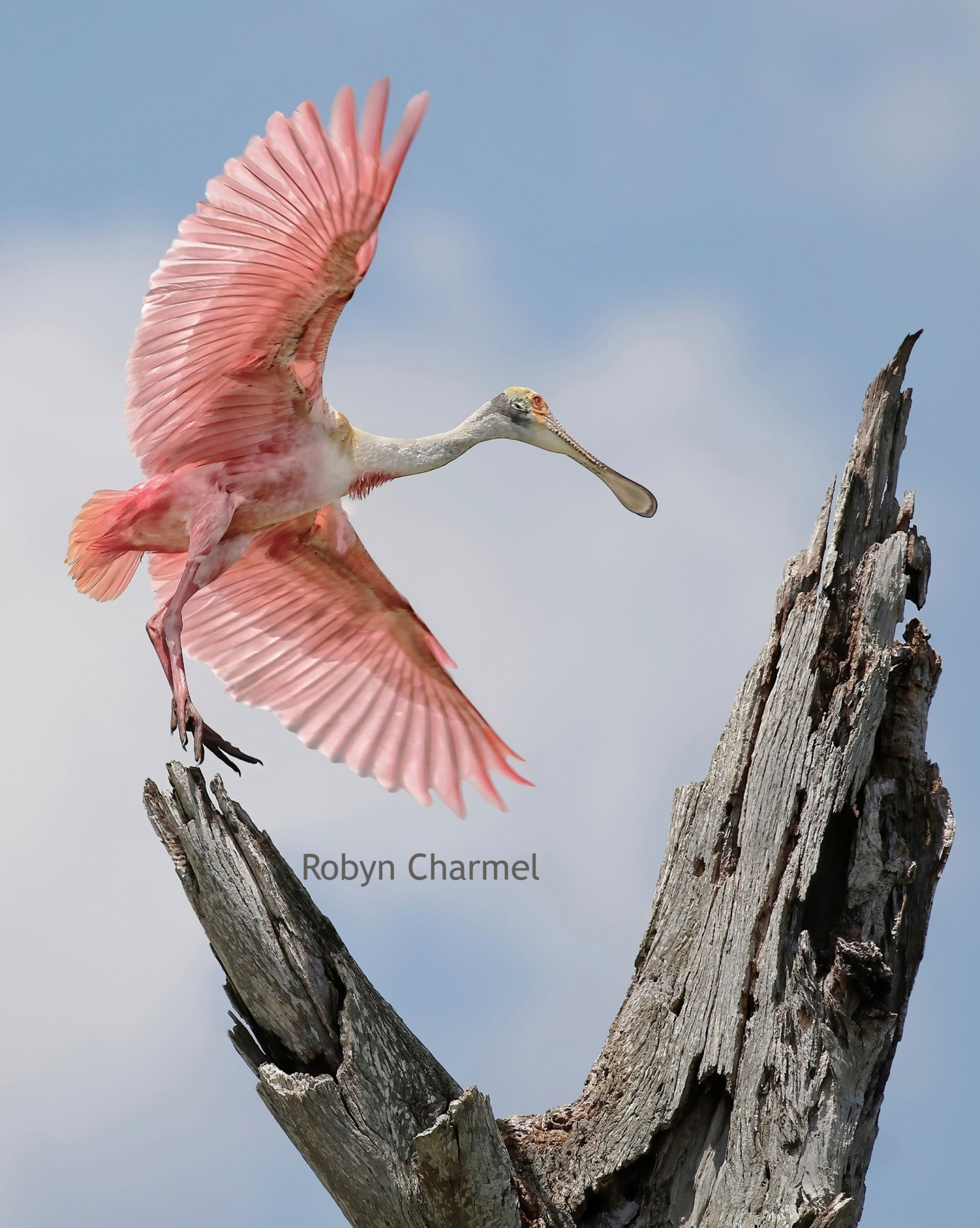 Spoonbill