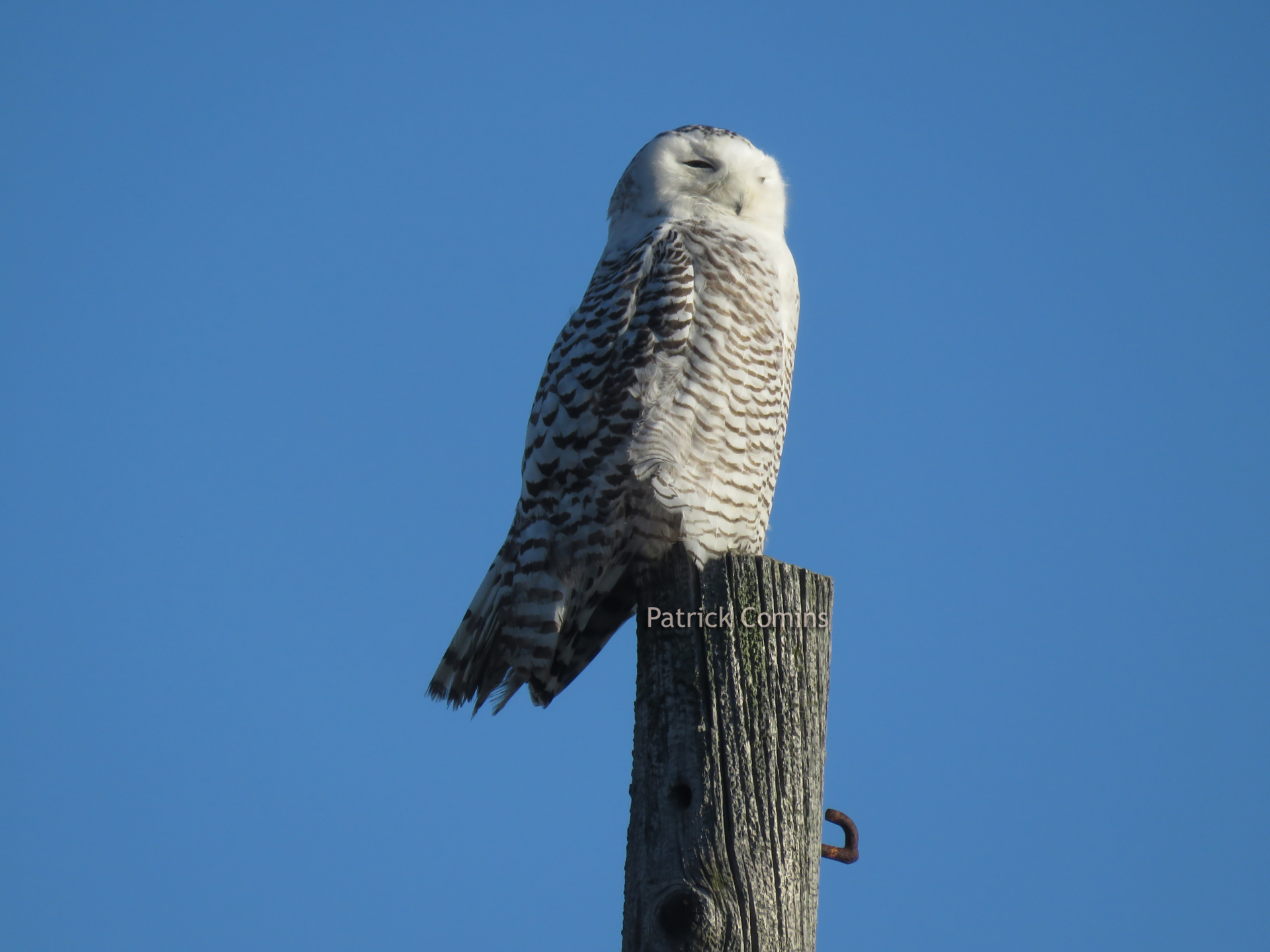 Snowy Owl