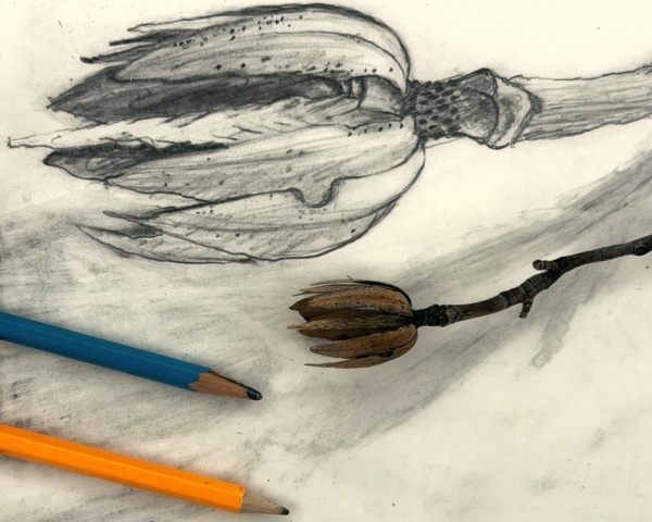 Drop-In Nature Sketching, Saturday mornings, 10 to 11 a.m.