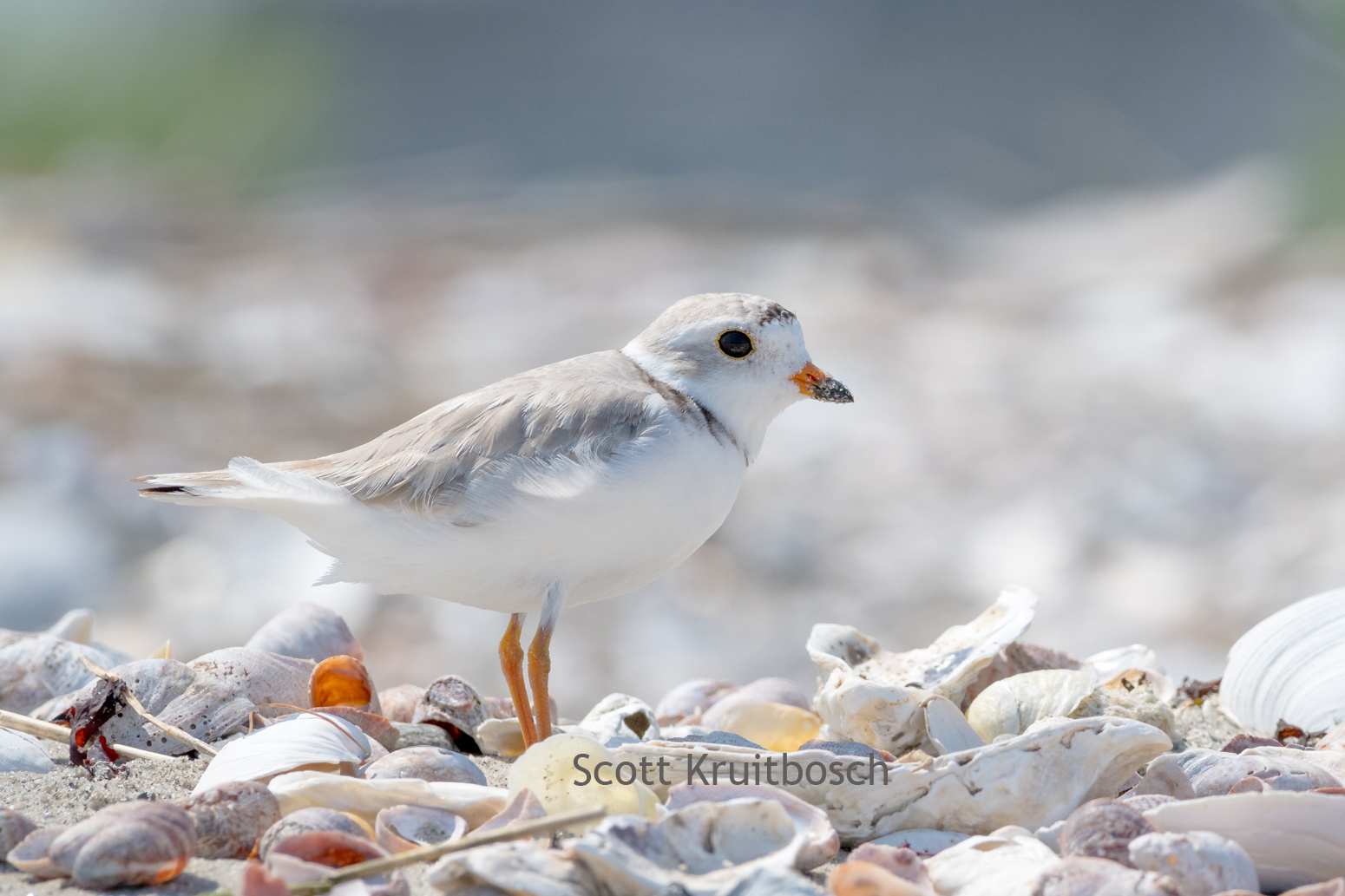 Piping Plover