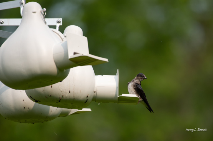 Purple Martin at gourd entrance