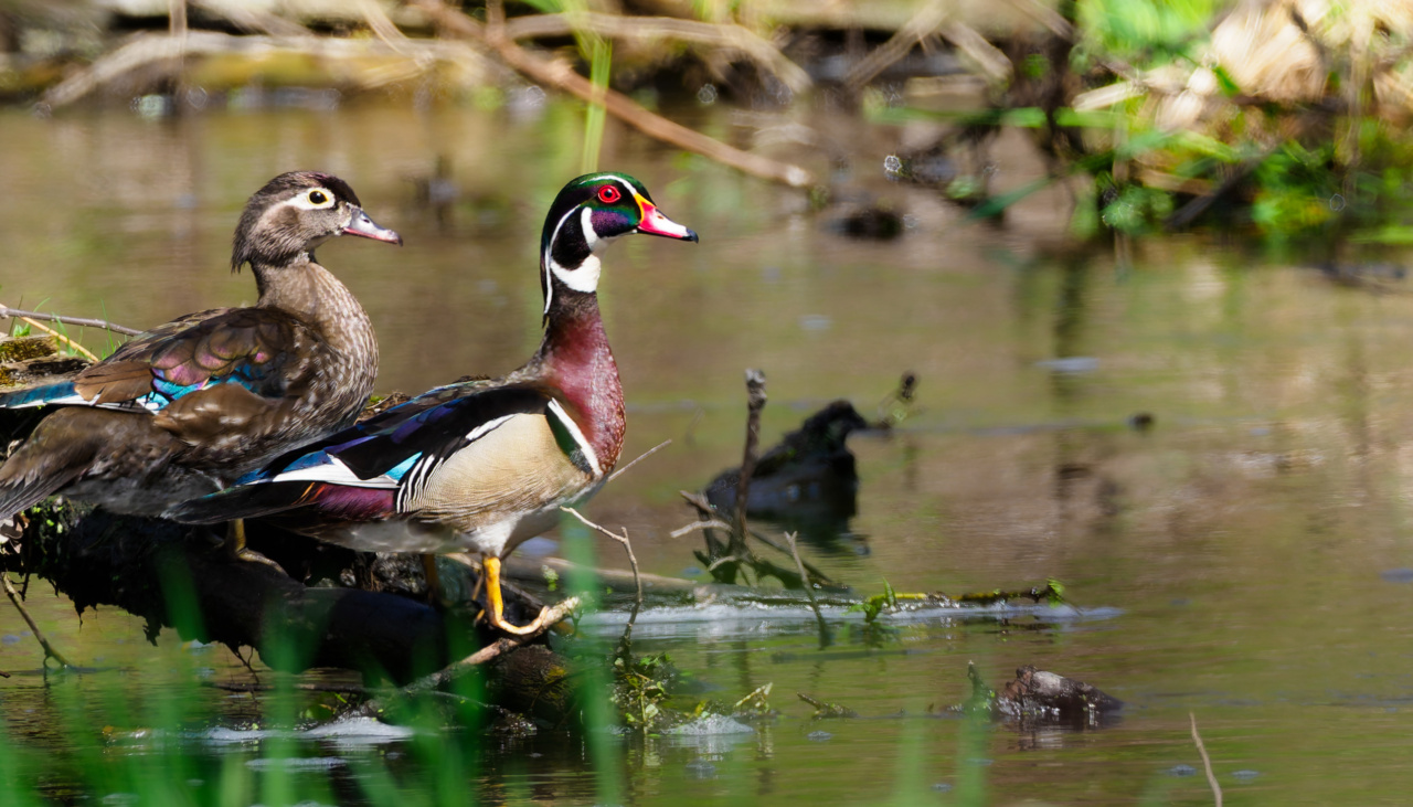 Wood Ducks