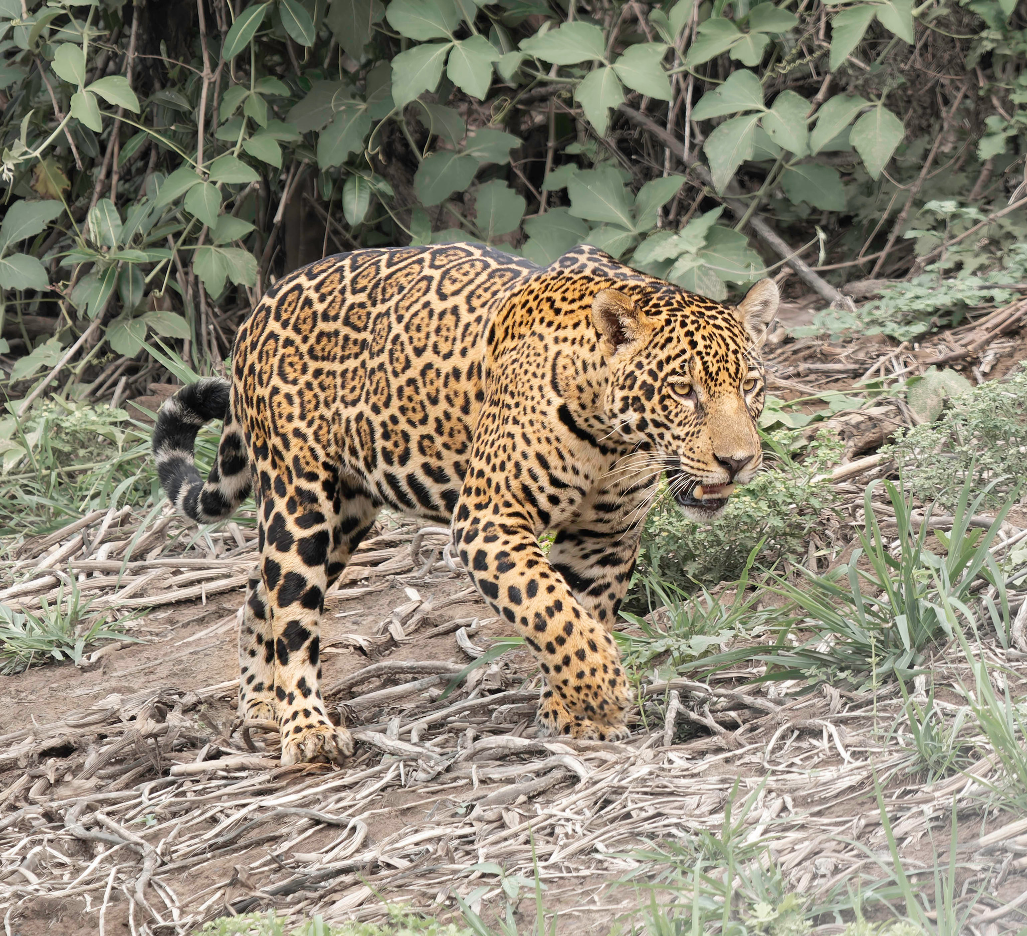 Brazil's Pantanal: Jaguars and Birds | Oct 16 – 27, 2027 | The