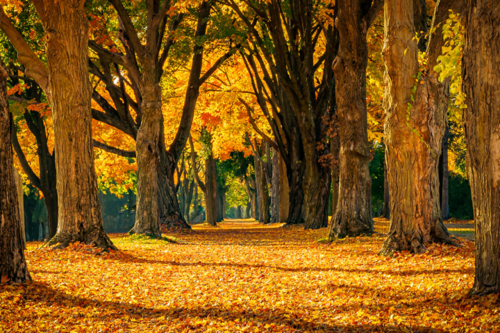 Fall