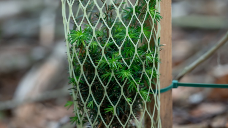 Hemlock seedling restoration project