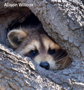 Racoon